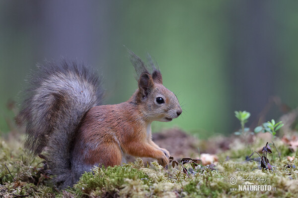 Red Squirrel (Sciurus vulgaris)