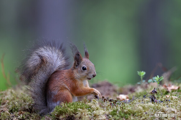 Red Squirrel (Sciurus vulgaris)