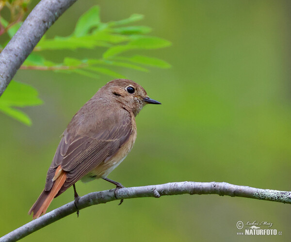 Red Start (Phoenicurus phoenicurus)