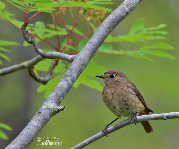 Red Start (Phoenicurus phoenicurus)