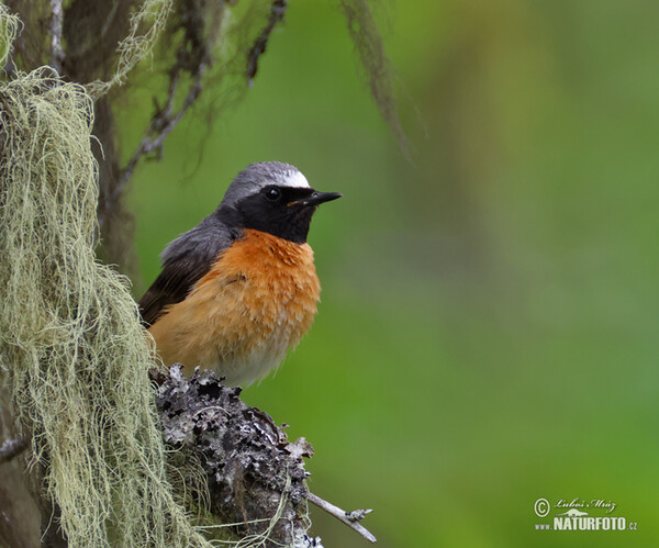 Red Start (Phoenicurus phoenicurus)