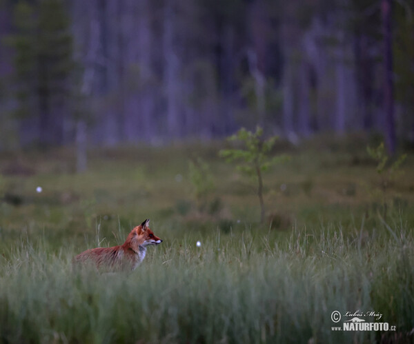 Renard roux