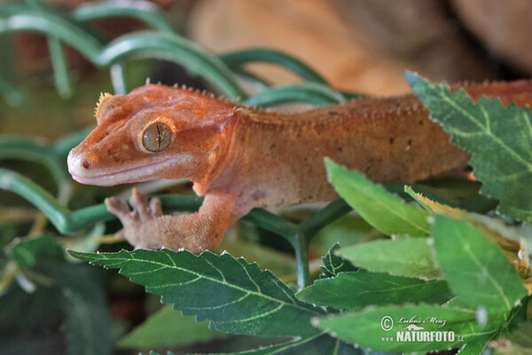 Rhacodactylus ciliatus