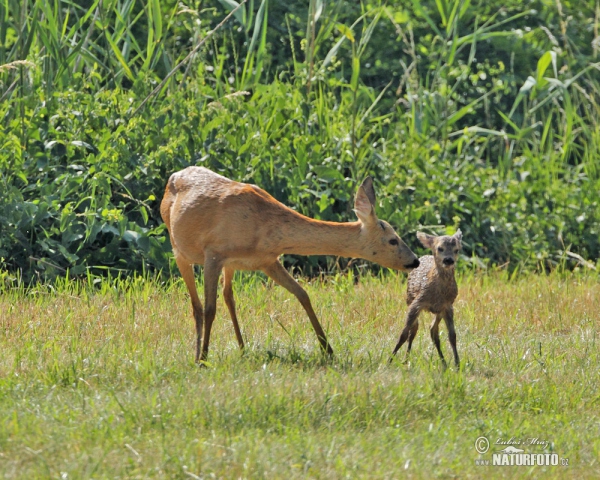 Roe Deer (Capreolus capreolus)