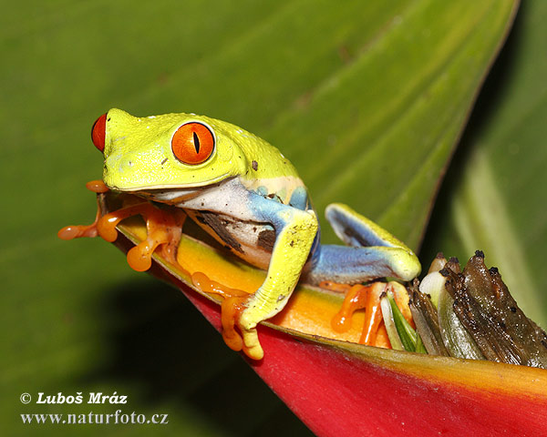 Rotaugenlaubfrosch