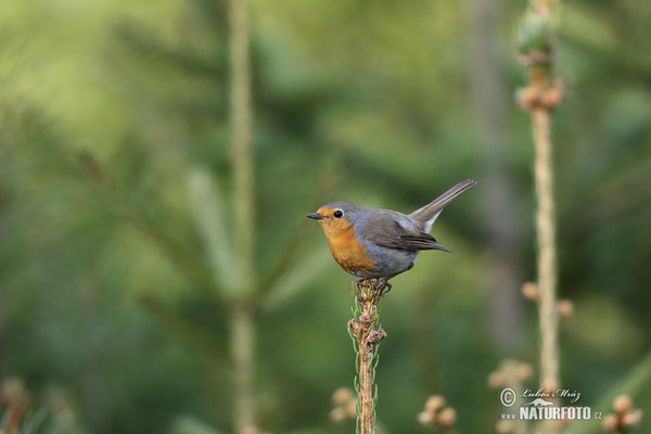 Rouge-gorge familier