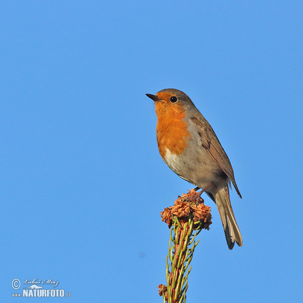 Rouge-gorge familier