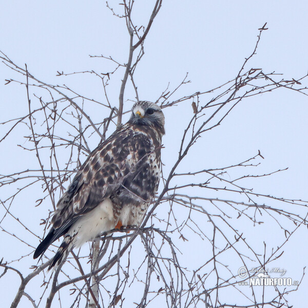 Ruigpootbuizerd