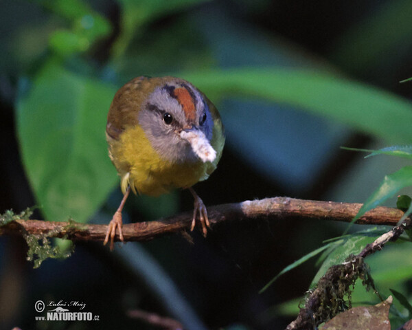 Russet-crowned Warbler (Myiothlypis coronata)