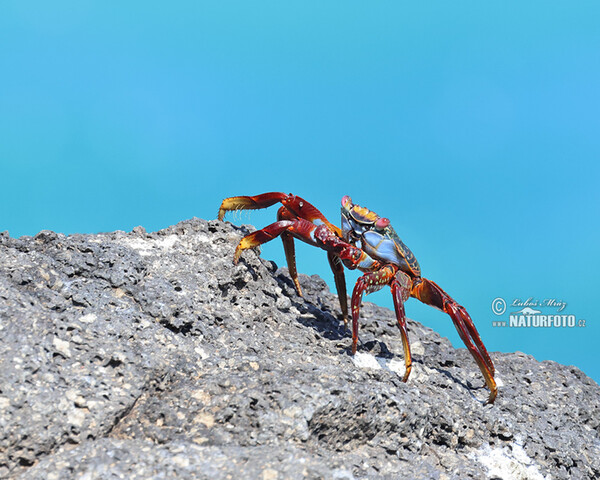 Sally Lightfoot crab (Grapsus grapsus)