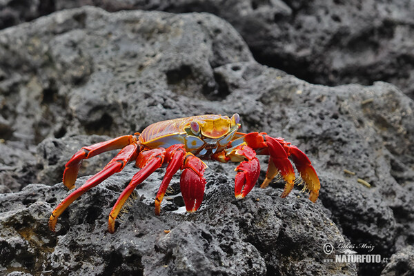 Sally Lightfoot crab (Grapsus grapsus)