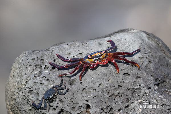 Sally Lightfoot crab (Grapsus grapsus)