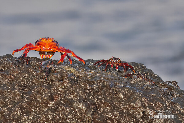 Sally Lightfoot crab (Grapsus grapsus)