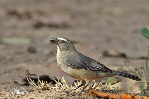 Saltador Ajicero Grisaceo Pepitero gris