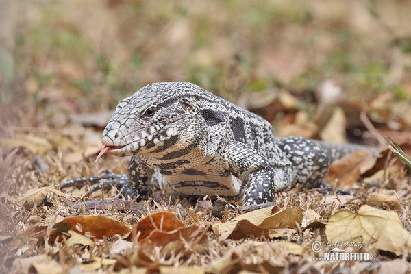 Salvator merianae