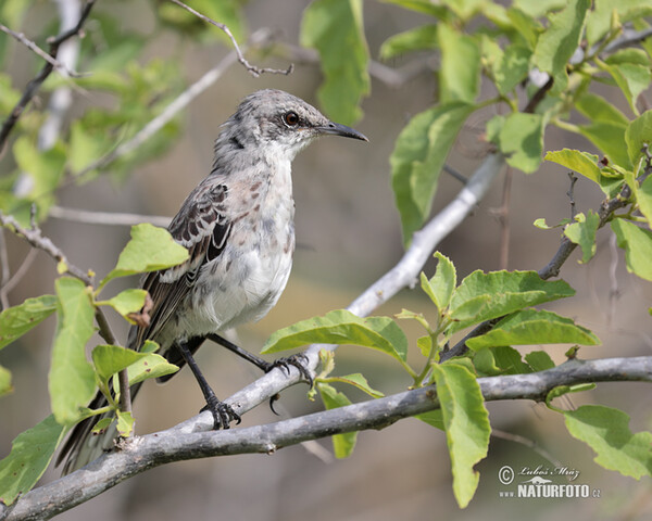 San Cristobal Mockingbird (Mimus melanotis)