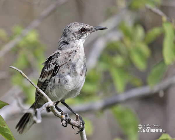 San Cristobal Mockingbird (Mimus melanotis)