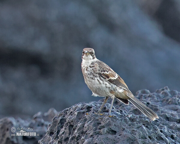 San Cristobal Mockingbird (Mimus melanotis)