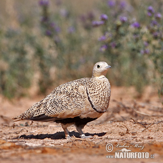 Sandflughuhn