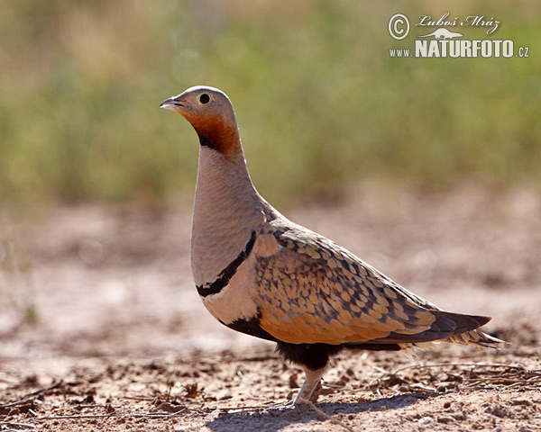 Sandflughuhn