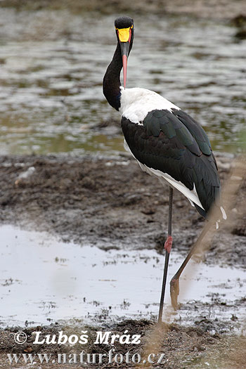 Sattelstorch