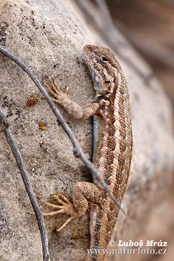 Sceloporus sp.