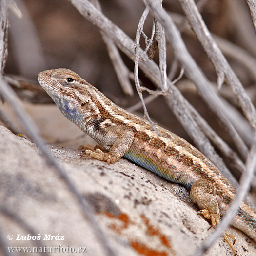 Sceloporus sp.