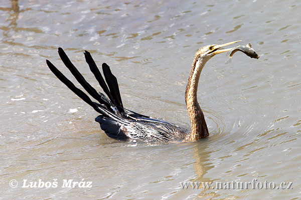 Schlangenhalsvogel