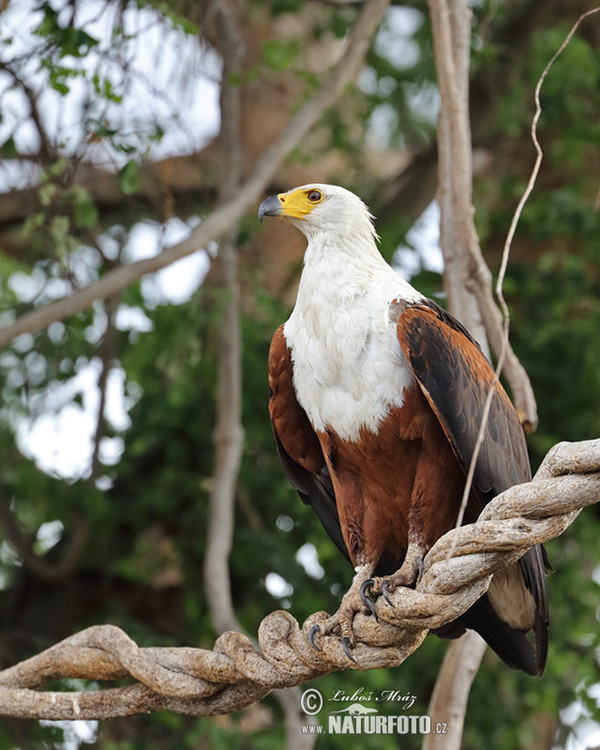 Schreiseeadler