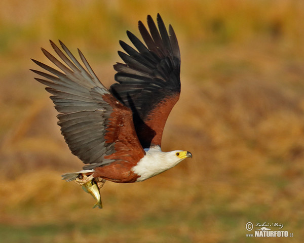 Schreiseeadler