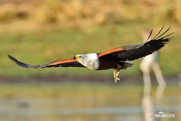 Schreiseeadler