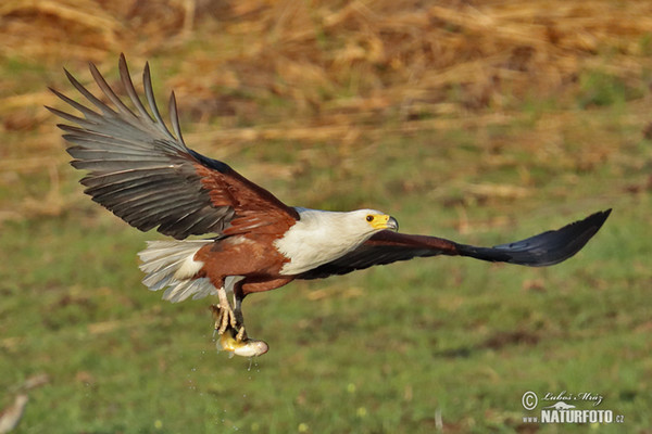 Schreiseeadler