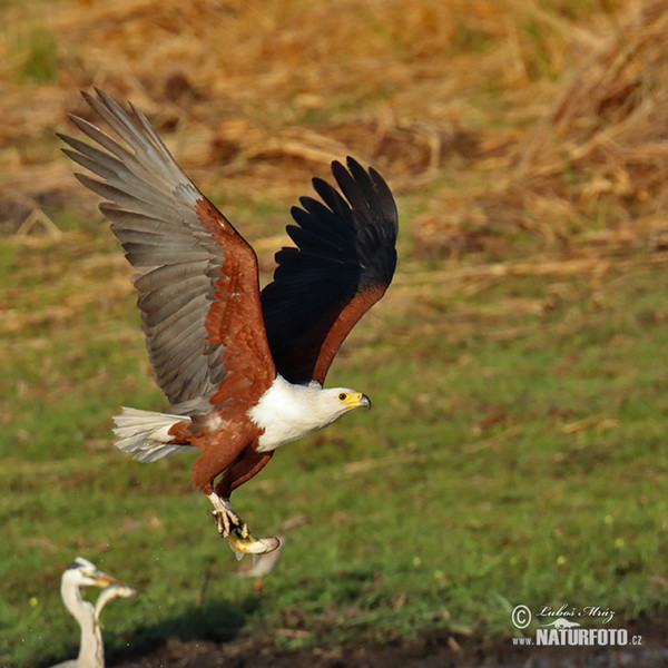 Schreiseeadler