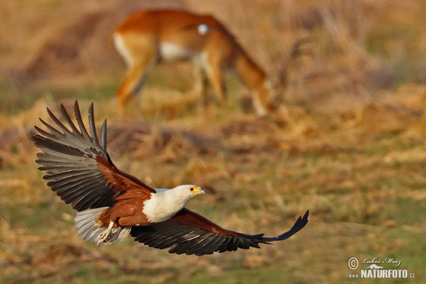 Schreiseeadler