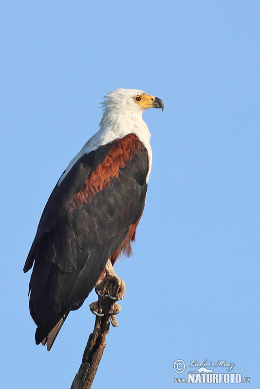 Schreiseeadler