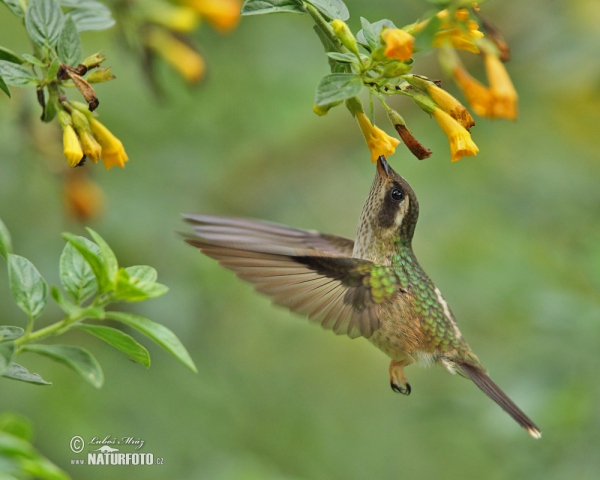 Schwarzohrkolibri