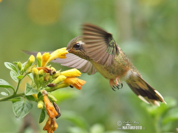 Schwarzohrkolibri