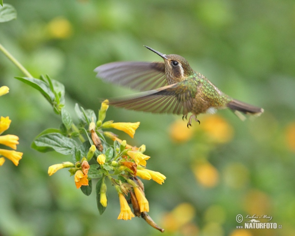 Schwarzohrkolibri