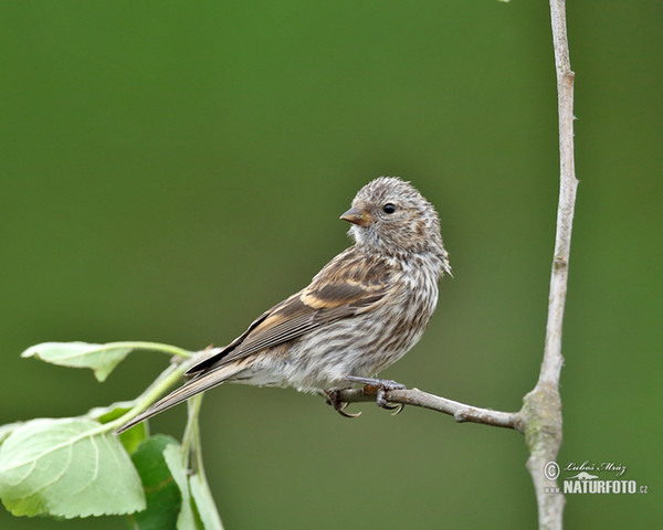 Serin cini