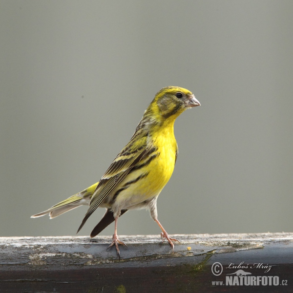 Serinus Serinus Pictures, Serin Images, Nature Wildlife Photos ...