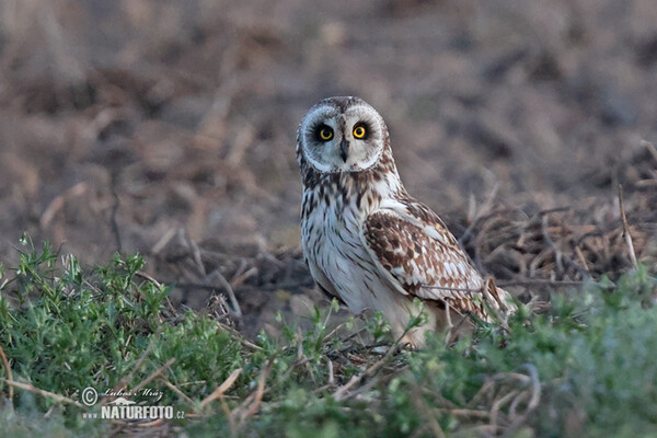 Short-eared Owl (Asio flammeus)