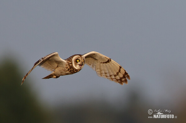 Short-eared Owl (Asio flammeus)