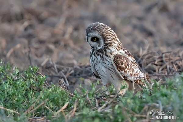 Short-eared Owl (Asio flammeus)