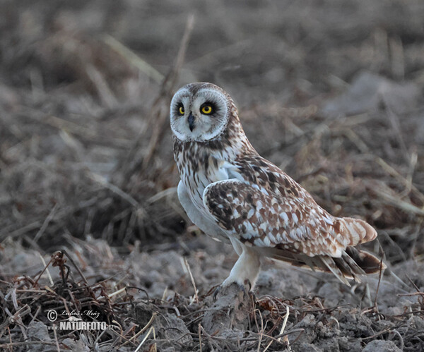 Short-eared Owl (Asio flammeus)