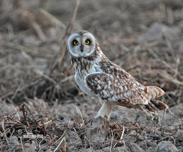 Short-eared Owl (Asio flammeus)