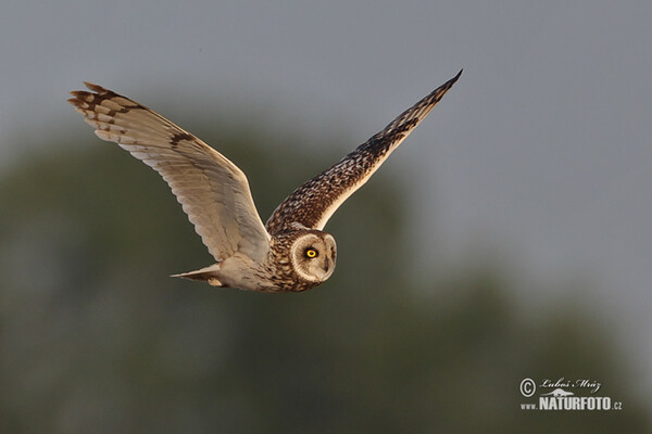 Short-eared Owl (Asio flammeus)