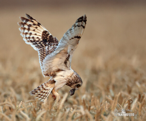 Short-eared Owl (Asio flammeus)