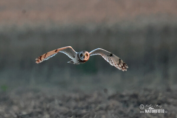 Short-eared Owl (Asio flammeus)