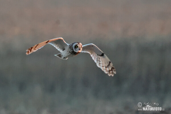 Short-eared Owl (Asio flammeus)