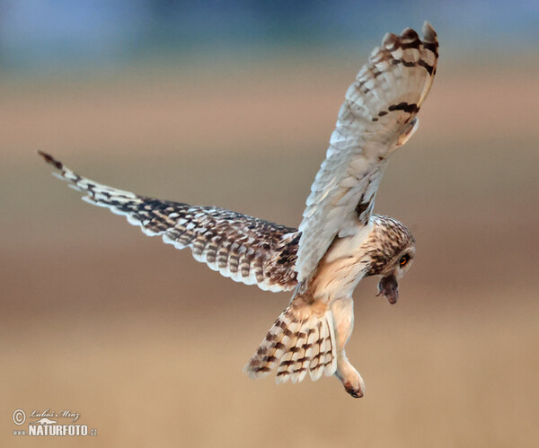 Short-eared Owl (Asio flammeus)